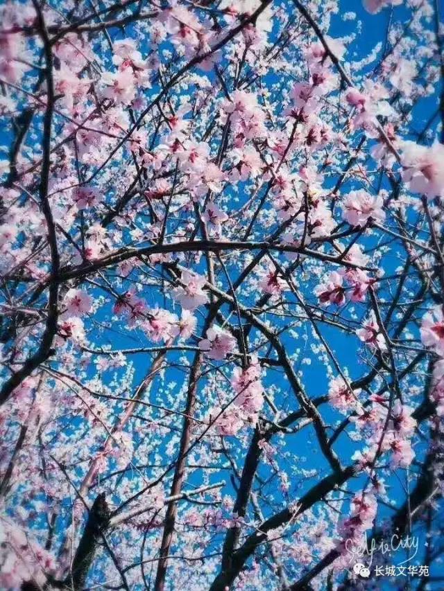 业主镜头中的长城文华花苑:不到长城文华花苑哪知春花烂漫正当时,怎一个“美”字了得!(图1)