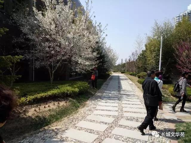 业主镜头中的长城文华花苑:不到长城文华花苑哪知春花烂漫正当时,怎一个“美”字了得!(图6)