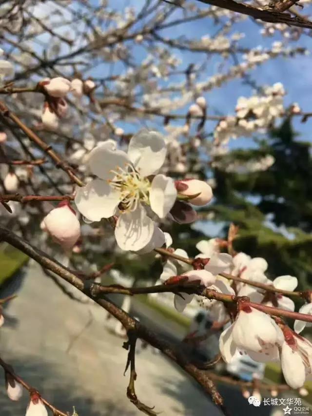业主镜头中的长城文华花苑:不到长城文华花苑哪知春花烂漫正当时,怎一个“美”字了得!(图3)