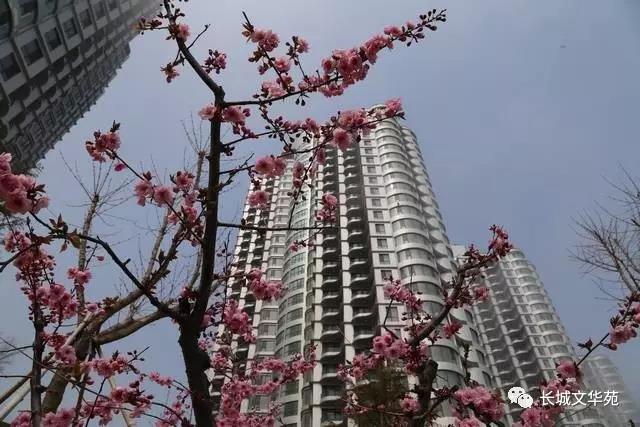 业主镜头中的长城文华花苑:不到长城文华花苑哪知春花烂漫正当时,怎一个“美”字了得!(图2)