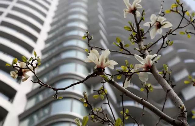 业主镜头中的长城文华花苑:不到长城文华花苑哪知春花烂漫正当时,怎一个“美”字了得!(图7)