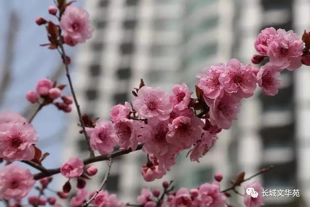 业主镜头中的长城文华花苑:不到长城文华花苑哪知春花烂漫正当时,怎一个“美”字了得!(图4)