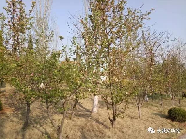 又是一年春来到，长城文华花苑邀您赏春洗肺(图3)