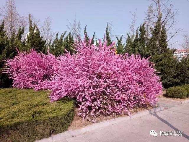 又是一年春来到，长城文华花苑邀您赏春洗肺(图5)